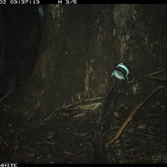 Trichosurus vulpecula at Bellawongarah, NSW - 2 Nov 2024 by Logrunners