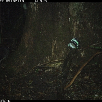 Trichosurus vulpecula at Bellawongarah, NSW - 2 Nov 2024 by Logrunners