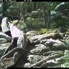 Varanus rosenbergi at Kangaroo Valley, NSW - 9 Sep 2024 by Chakola
