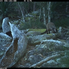 Petrogale penicillata (Brush-tailed Rock Wallaby) at Kangaroo Valley, NSW - 10 Sep 2024 by Chakola