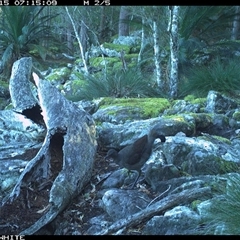Menura novaehollandiae (Superb Lyrebird) at Kangaroo Valley, NSW - 15 Sep 2024 by Chakola