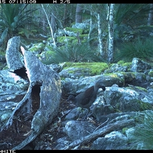 Menura novaehollandiae (Superb Lyrebird) at Kangaroo Valley, NSW - 15 Sep 2024 by Chakola