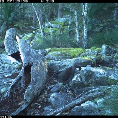 Menura novaehollandiae (Superb Lyrebird) at Kangaroo Valley, NSW - 15 Sep 2024 by Chakola