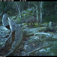 Osphranter robustus robustus (Eastern Wallaroo) at Kangaroo Valley, NSW - 15 Sep 2024 by Chakola
