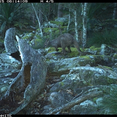 Osphranter robustus robustus (Eastern Wallaroo) at Kangaroo Valley, NSW - 15 Sep 2024 by Chakola