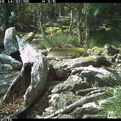 Tachyglossus aculeatus (Short-beaked Echidna) at Kangaroo Valley, NSW - 16 Sep 2024 by Chakola