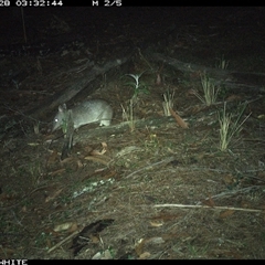 Perameles nasuta (Long-nosed Bandicoot) at Kangaroo Valley, NSW - 28 Sep 2024 by Chakola