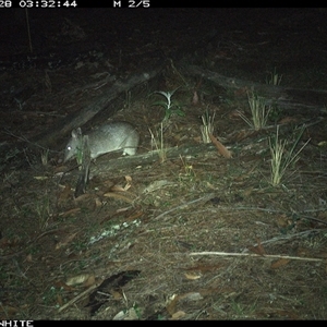 Perameles nasuta (Long-nosed Bandicoot) at Kangaroo Valley, NSW - 28 Sep 2024 by Chakola
