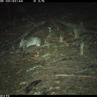 Perameles nasuta (Long-nosed Bandicoot) at Kangaroo Valley, NSW - 28 Sep 2024 by Chakola