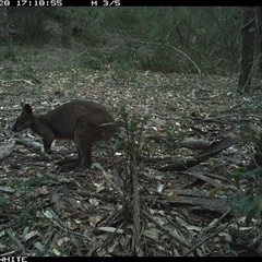 Wallabia bicolor (Swamp Wallaby) at Kangaroo Valley, NSW - 28 Oct 2024 by Chakola