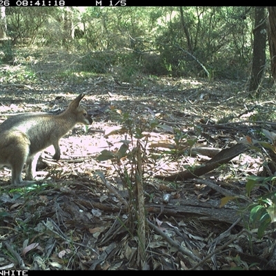 Notamacropus rufogriseus (Red-necked Wallaby) at Kangaroo Valley, NSW - 26 Oct 2024 by Chakola