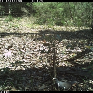 Leucosarcia melanoleuca (Wonga Pigeon) at Kangaroo Valley, NSW - 21 Nov 2024 by Chakola