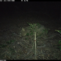 Vombatus ursinus (Common wombat, Bare-nosed Wombat) at Kangaroo Valley, NSW - 22 Nov 2024 by Chakola