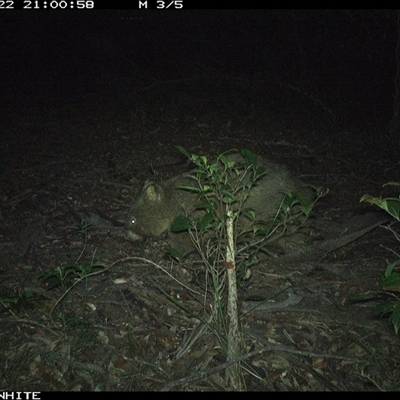 Vombatus ursinus (Common wombat, Bare-nosed Wombat) at Kangaroo Valley, NSW - 22 Nov 2024 by Chakola