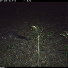 Trichosurus vulpecula at Kangaroo Valley, NSW - 27 Nov 2024 by Chakola