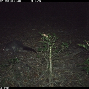 Trichosurus vulpecula at Kangaroo Valley, NSW - 27 Nov 2024 by Chakola