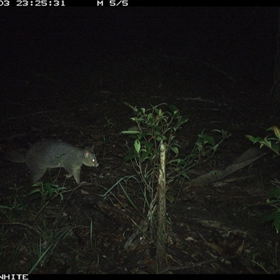 Trichosurus vulpecula (Common Brushtail Possum) at Kangaroo Valley, NSW - 3 Dec 2024 by Chakola