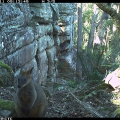 Wallabia bicolor (Swamp Wallaby) at Kangaroo Valley, NSW - 11 Sep 2024 by Chakola