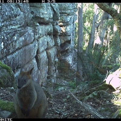 Wallabia bicolor (Swamp Wallaby) at Kangaroo Valley, NSW - 11 Sep 2024 by Chakola