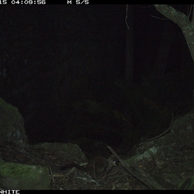 Petrogale penicillata (Brush-tailed Rock Wallaby) at Kangaroo Valley, NSW - 15 Sep 2024 by Chakola