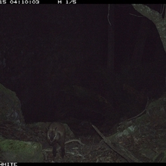 Petrogale penicillata at Kangaroo Valley, NSW - 15 Sep 2024 04:09 AM