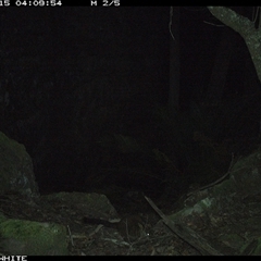 Petrogale penicillata at Kangaroo Valley, NSW - 15 Sep 2024 04:09 AM