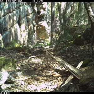 Varanus varius at Kangaroo Valley, NSW - 20 Sep 2024 by Chakola