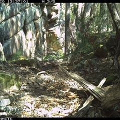 Varanus varius at Kangaroo Valley, NSW - suppressed