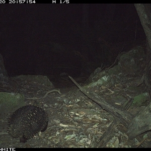 Tachyglossus aculeatus (Short-beaked Echidna) at Kangaroo Valley, NSW - 20 Sep 2024 by Chakola