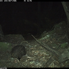 Tachyglossus aculeatus at Kangaroo Valley, NSW - 20 Sep 2024 08:57 PM