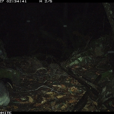 Trichosurus cunninghami (Mountain Brushtail Possum, Southern Bobuck) at Kangaroo Valley, NSW - 27 Sep 2024 by Chakola