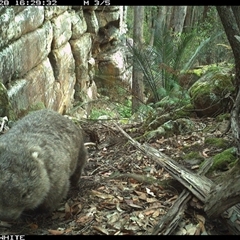 Vombatus ursinus (Common wombat, Bare-nosed Wombat) at Kangaroo Valley, NSW - 28 Sep 2024 by Chakola