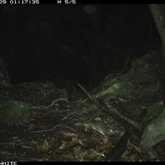 Rattus fuscipes (Bush Rat) at Kangaroo Valley, NSW - 29 Sep 2024 by Chakola