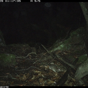 Rattus fuscipes (Bush Rat) at Kangaroo Valley, NSW - 29 Sep 2024 by Chakola