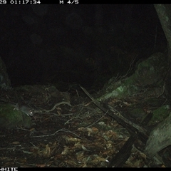 Rattus fuscipes at Kangaroo Valley, NSW - 29 Sep 2024 01:17 AM