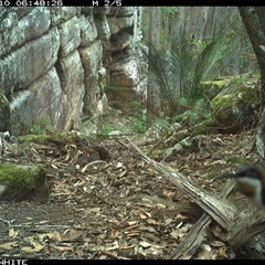 Acanthorhynchus tenuirostris (Eastern Spinebill) at Kangaroo Valley, NSW - 10 Oct 2024 by Chakola