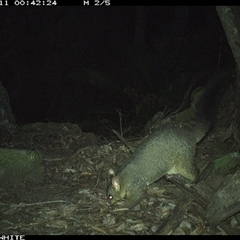 Trichosurus vulpecula (Common Brushtail Possum) at Kangaroo Valley, NSW - 11 Oct 2024 by Chakola