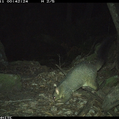 Trichosurus vulpecula (Common Brushtail Possum) at Kangaroo Valley, NSW - 11 Oct 2024 by Chakola