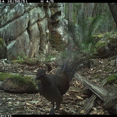 Menura novaehollandiae (Superb Lyrebird) at Kangaroo Valley, NSW - 14 Oct 2024 by Chakola