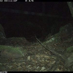 Felis catus (Feral Cat) at Kangaroo Valley, NSW - 22 Oct 2024 by Chakola