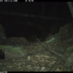 Felis catus at Kangaroo Valley, NSW - 22 Oct 2024 12:11 AM