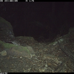 Rattus fuscipes (Bush Rat) at Kangaroo Valley, NSW - 28 Oct 2024 by Chakola