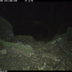 Rattus fuscipes at Kangaroo Valley, NSW - 28 Oct 2024 08:48 PM