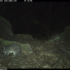 Perameles nasuta (Long-nosed Bandicoot) at Kangaroo Valley, NSW - 2 Nov 2024 by Chakola