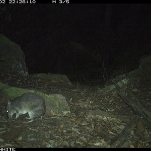 Perameles nasuta (Long-nosed Bandicoot) at Kangaroo Valley, NSW - 2 Nov 2024 by Chakola
