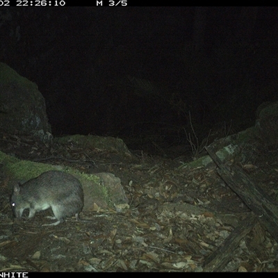 Perameles nasuta (Long-nosed Bandicoot) at Kangaroo Valley, NSW - 2 Nov 2024 by Chakola