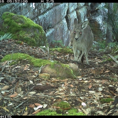 Macropus giganteus (Eastern Grey Kangaroo) at Kangaroo Valley, NSW - 16 Nov 2024 by Chakola