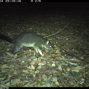 Trichosurus cunninghami (Mountain Brushtail Possum, Southern Bobuck) at Kangaroo Valley, NSW - 4 Oct 2024 by Chakola