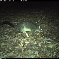 Trichosurus cunninghami at Kangaroo Valley, NSW - 4 Oct 2024 11:15 PM