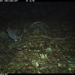 Menura novaehollandiae (Superb Lyrebird) at Kangaroo Valley, NSW - 30 Sep 2024 by Chakola